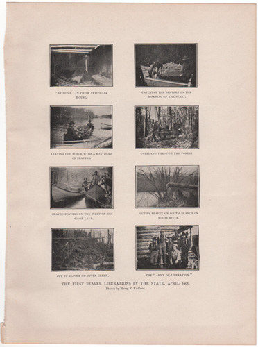 The first beaver liberations by the state, April 1905